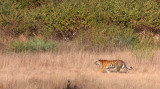 FELID - TIGER - OUR FIRST - KANHA NATIONAL PARK INDIA (27).JPG