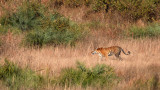 FELID - TIGER - OUR FIRST - KANHA NATIONAL PARK INDIA (33).JPG
