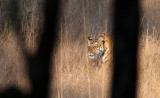 FELID - TIGER - OUR FIRST - KANHA NATIONAL PARK INDIA (47).JPG