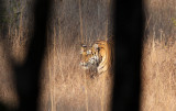 FELID - TIGER - OUR FIRST - KANHA NATIONAL PARK INDIA (48).JPG