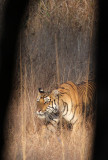 FELID - TIGER - OUR FIRST - KANHA NATIONAL PARK INDIA (49).JPG