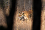 FELID - TIGER - OUR FIRST - KANHA NATIONAL PARK INDIA (50).JPG