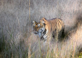 FELID - TIGER - OUR FIRST - KANHA NATIONAL PARK INDIA (62).JPG