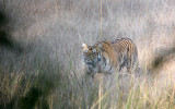 FELID - TIGER - OUR FIRST - KANHA NATIONAL PARK INDIA (67).JPG