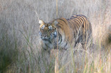 FELID - TIGER - OUR FIRST - KANHA NATIONAL PARK INDIA (68).jpg