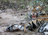FELID - TIGER - SLEEPY MALE - BANDHAVGAR NATIONAL PARK MADHYA PRADESH INDIA (2).JPG