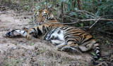 FELID - TIGER - SLEEPY MALE - BANDHAVGAR NATIONAL PARK MADHYA PRADESH INDIA (7).JPG