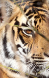 FELID - TIGER - KANHA NATIONAL PARK INDIA (37).JPG