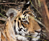 FELID - TIGER - KANHA NATIONAL PARK INDIA (39).JPG