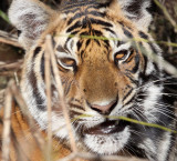 FELID - TIGER - KANHA NATIONAL PARK INDIA (47).JPG