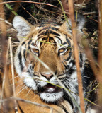 FELID - TIGER - CUBS IN KANHA - KANHA NATIONAL PARK MADHYA PRADESH INDIA (62).jpg
