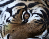 Tigers! Tigers! Tigers!