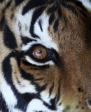 FELID - TIGER - KANHA NATIONAL PARK INDIA (7).jpg