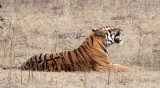 FELID - TIGER - BANDHAVGAR NATIONAL PARK INDIA (249).JPG
