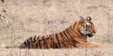 FELID - TIGER - BANDHAVGAR NATIONAL PARK INDIA (254).JPG