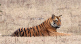 FELID - TIGER - BANDHAVGAR NATIONAL PARK INDIA (259).JPG