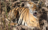 FELID - TIGER - CUBS IN KANHA - KANHA NATIONAL PARK MADHYA PRADESH INDIA (10).JPG