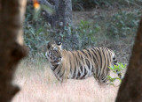 FELID - TIGER - BANDHAVGAR NATIONAL PARK INDIA (112).JPG