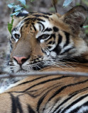 FELID - TIGER - BANDHAVGAR NATIONAL PARK INDIA (135).JPG