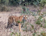 FELID - TIGER - BANDHAVGAR NATIONAL PARK INDIA (154).JPG