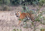 FELID - TIGER - BANDHAVGAR NATIONAL PARK INDIA (164).JPG