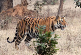 FELID - TIGER - BANDHAVGAR NATIONAL PARK INDIA (187).JPG