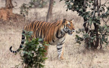 FELID - TIGER - BANDHAVGAR NATIONAL PARK INDIA (188).JPG