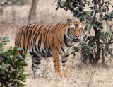 FELID - TIGER - BANDHAVGAR NATIONAL PARK INDIA (194).JPG