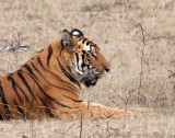 FELID - TIGER - BANDHAVGAR NATIONAL PARK INDIA (213).JPG