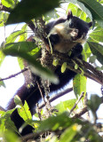 RODENT - SQUIRREL - MALAYAN GIANT SQUIRREL - GIBBON SANCTUARY ASSAM INDIA (2).JPG