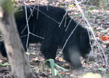 URSID - SLOTH BEAR - BANDHAVGAR NATIONAL PARK INDIA (2).JPG