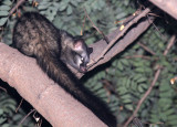VIVERRID - CIVET - COMMON PALM CIVET - CHAMBAL RIVER SANCTUARY INDIA (1).JPG