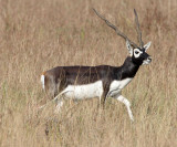 BOVID - BLACKBUCK - BLACKBUCK NATIONAL PARK INDIA (28).JPG