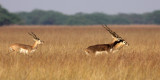 BOVID - BLACKBUCK - BLACKBUCK NATIONAL PARK INDIA (37).JPG