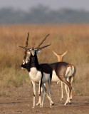 BOVID - BLACKBUCK - BLACKBUCK NATIONAL PARK INDIA (45).JPG