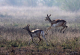 BOVID - BLACKBUCK - BLACKBUCK NATIONAL PARK INDIA (63).JPG