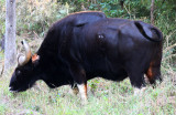 BOVID - GAUR - KANHA NATIONAL PARK MADHYA PRADESH INDIA (38).JPG