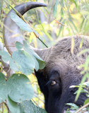 BOVID - GAUR - KANHA NATIONAL PARK MADHYA PRADESH INDIA (5).JPG