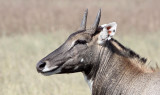 BOVID - NILGAI - LITTLE RANN OF KUTCH GUJARAT INDIA (1).JPG
