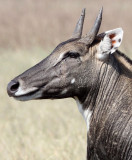 BOVID - NILGAI -  LITTLE RANN OF KUTCH GUJARAT INDIA (2).JPG