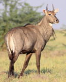 BOVID - NILGAI - LITTLE RANN OF KUTCH GUJARAT INDIA (19).JPG