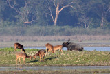 CERVID - DEER - BARASINGHA SWAMP DEER - AQUATIC SUBSPECIES - KAZIRANGA NATIONAL PARK ASSAM INDIA (10).JPG