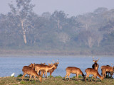 CERVID - DEER - BARASINGHA SWAMP DEER - AQUATIC SUBSPECIES - KAZIRANGA NATIONAL PARK ASSAM INDIA (34).JPG