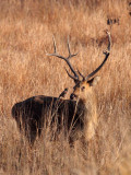CERVID - DEER - BARASINGHA SWAMP DEER - HARD TERRAIN SUBSPECIES - KANHA NATIONAL PARK INDIA (11).JPG