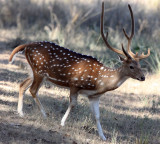 CERVID - DEER - CHITAL OR SPOTTED DEER - KANHA NATIONAL PARK INDIA (5).JPG
