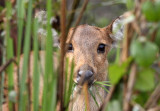 CERVID - DEER - HOG DEER - KAZIRANGA NATIONAL PARK ASSAM INDIA (1).JPG