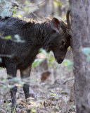 CERVID - DEER - SAMBAR - GIR FOREST GUJARAT INDIA (13).JPG