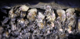 CHIROPTERA - Big-Eared Horseshoe Bat (Rhinolophus luctus) BANDHAVGAR NATIONAL PARK INDIA (14).JPG