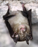 CHIROPTERA - Big-Eared Horseshoe Bat (Rhinolophus luctus) BANDHAVGAR NATIONAL PARK INDIA (2).JPG
