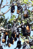 CHIROPTERA - INDIAN FLYING FOX - GIR FOREST GUJARAT INDIA (32).JPG